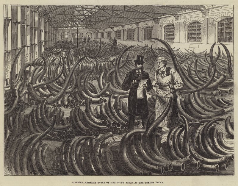 Sibirische Mammutstoßzähne auf dem Elfenbeinboden in den Londoner Docks von Melton Prior