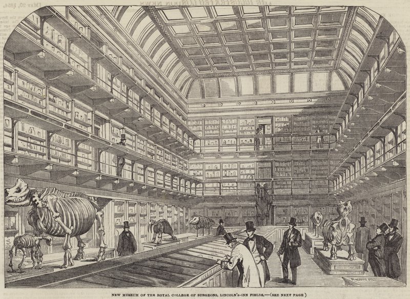 Neues Museum des Royal College of Surgeons, Lincoln
