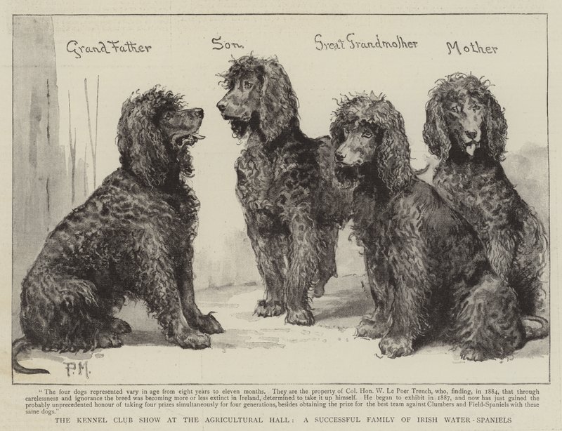 Die Kennel Club Show in der Agricultural Hall, eine erfolgreiche Familie von Irish Water-Spaniels von Percy Macquoid