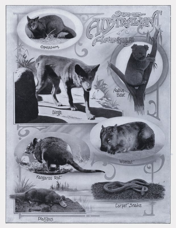 Einige australische Tiere von Photographer Australian