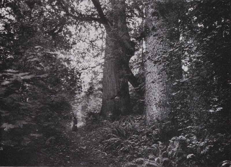 Waldgiganten, Stanley Park, Vancouver von Photographer Canadian