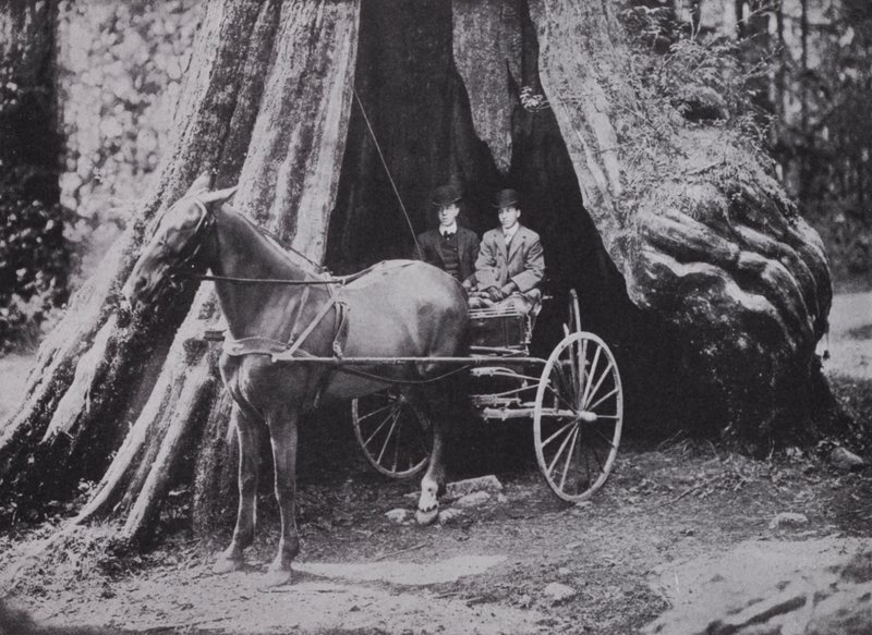 Der große Baum, Stanley Park, Vancouver von Photographer Canadian