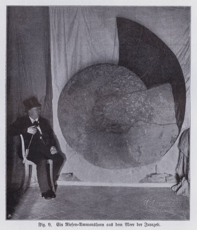 Fossil eines riesigen Ammoniten, Meeresbewohner der Jurazeit von Photographer German