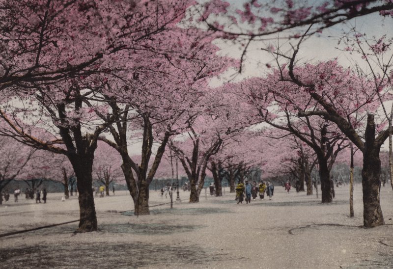 Japan, ca. 1912: Kirschblüte im Uyeno Park, Tokio von Photographer Japanese