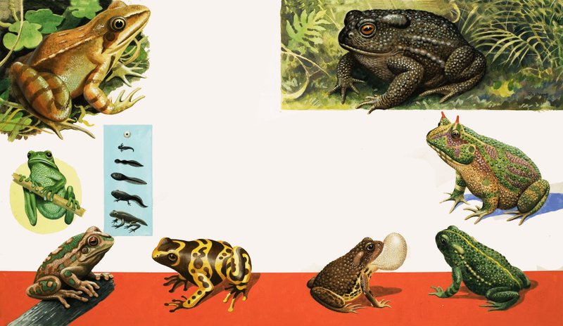 Alle Arten von Fröschen und Kröten von R.B. Davis