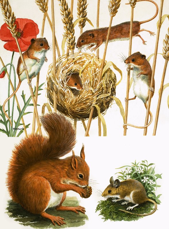 Feldmäuse und Nest, Eichhörnchen und Langschwanzmaus von R.B. Davis