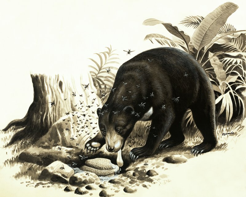 Der Malaiische Sonnenbär plündert ein Bienennest nach Honig von R.B. Davis