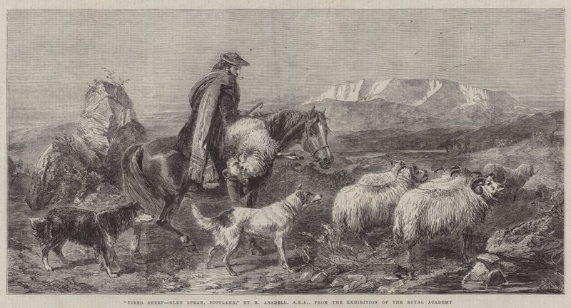 Müde Schafe, Glen Spean, Schottland, aus der Ausstellung der Royal Academy von Richard Ansdell