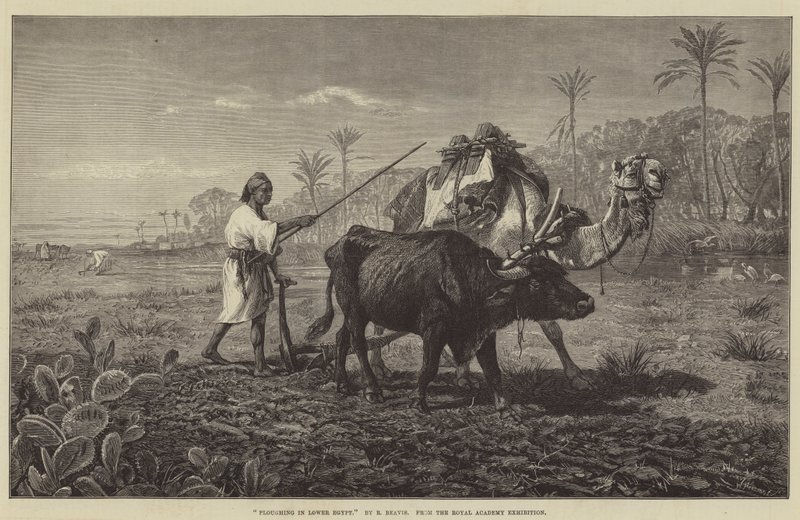 Pflügen in Unterägypten von Richard Beavis