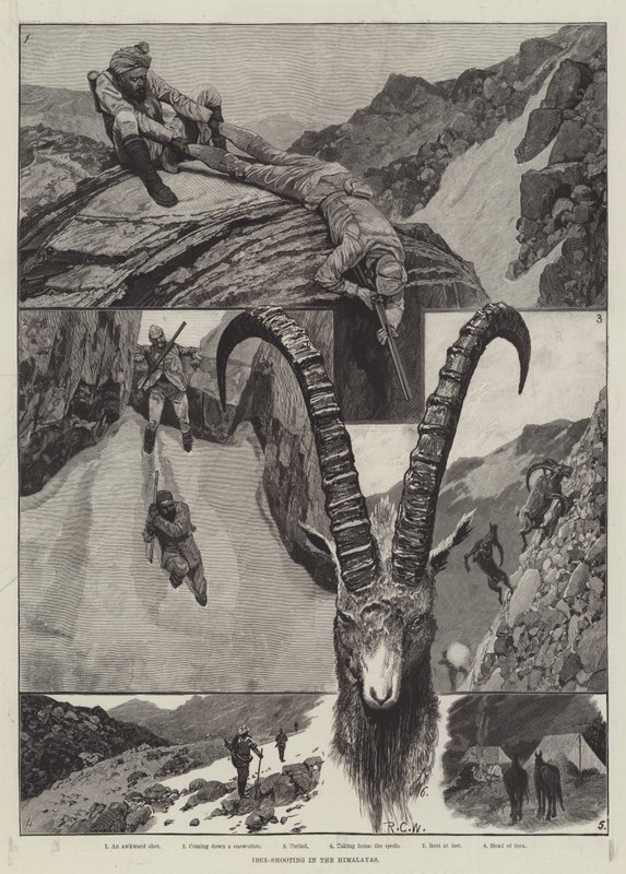 Steinbockjagd im Himalaya von Richard Caton Woodville junior