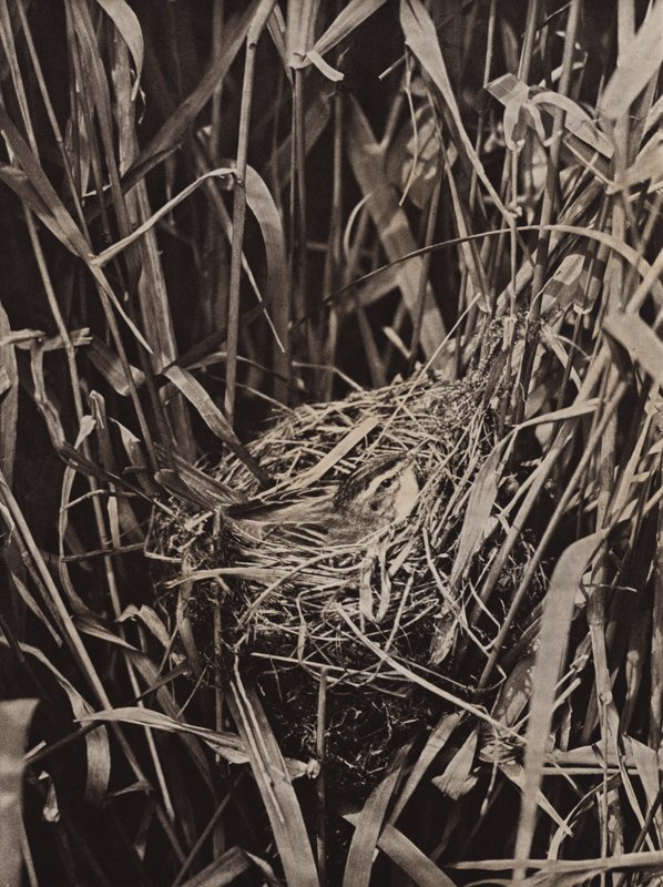 Schilfrohrsänger auf Nest von Richard and Cherry Kearton