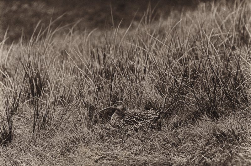 Großer Brachvogel auf Nest von Richard and Cherry Kearton