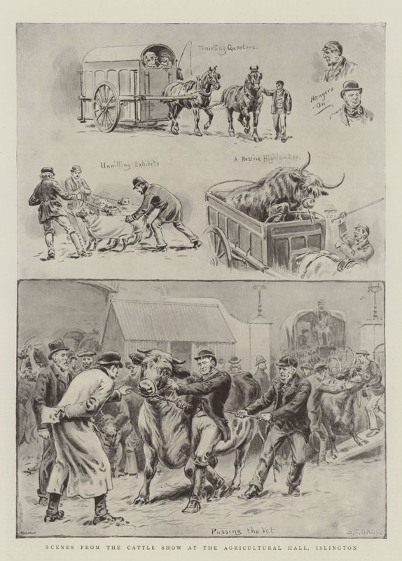 Szenen von der Viehschau in der Agricultural Hall, Islington von S.T. Dadd
