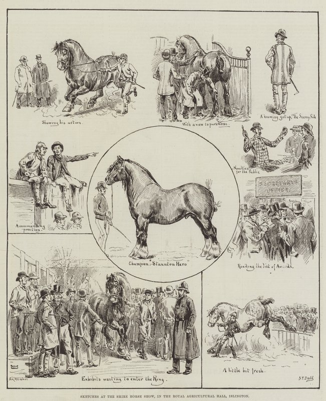 Skizzen auf der Shire Horse Show, in der Royal Agricultural Hall, Islington von S.T. Dadd