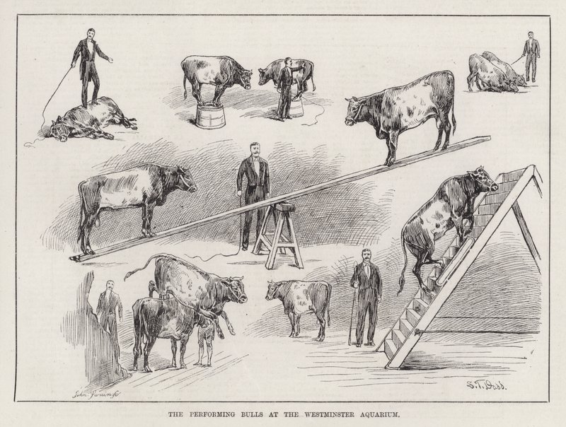 Die vorführenden Stiere im Westminster Aquarium (Gravur) von S. T. Dadd