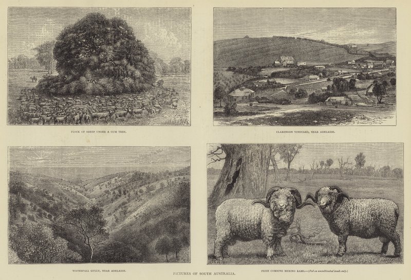 Bilder von Südaustralien von Samuel Edmund Waller
