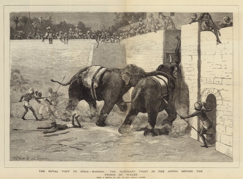 Der königliche Besuch in Indien, Baroda, der Elefantenkampf in der Arena vor dem Prinzen von Wales von Samuel Edmund Waller
