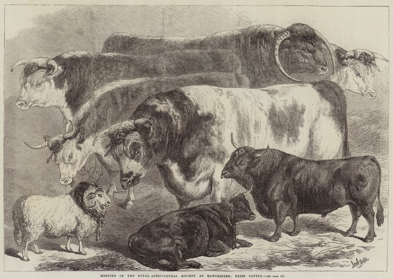 Treffen der Royal Agricultural Society in Manchester, Preiskühe von Samuel John Carter