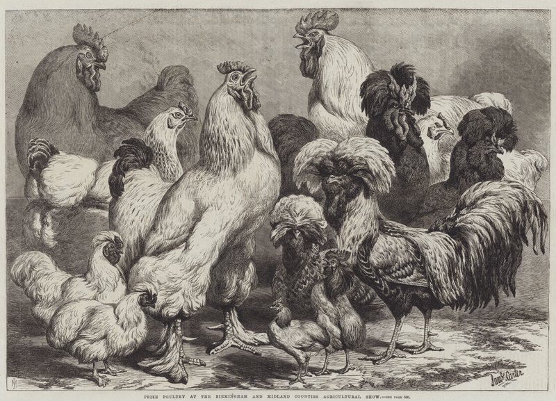Preisgeflügel auf der Birmingham und Midland Counties Landwirtschaftsausstellung von Samuel John Carter