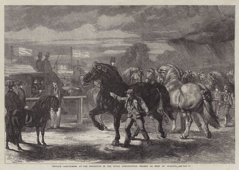 Suffolk-Kaltblüter auf der Ausstellung der Royal Agricultural Society in Bury St Edmunds von Samuel John Carter