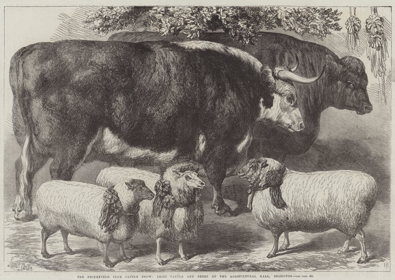 Die Smithfield Club Viehschau, Preisgekrönte Rinder und Schafe in der Agricultural Hall, Islington von Samuel John Carter