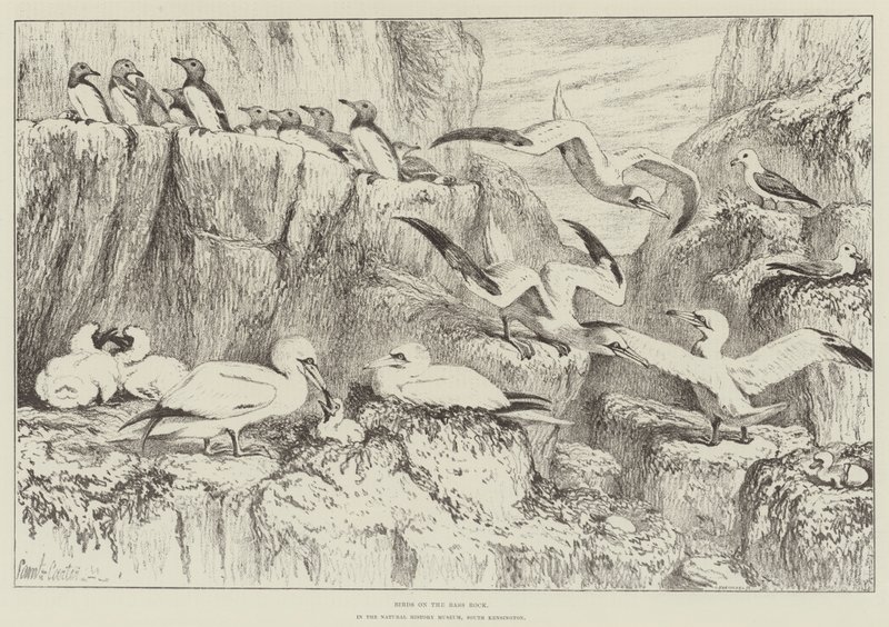 Vögel auf dem Bass Rock, im Naturhistorischen Museum, South Kensington von Samuel John Carter