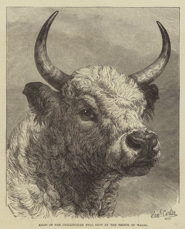 Kopf des Chillingham-Bullen, erschossen vom Prinzen von Wales von Samuel John Carter
