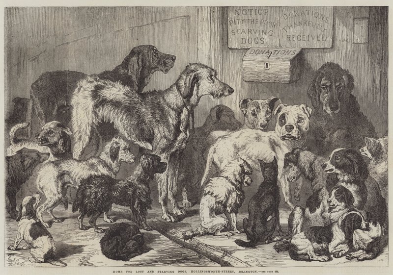 Heim für verlorene und hungernde Hunde, Hollingsworth-Straße, Islington von Samuel John Carter