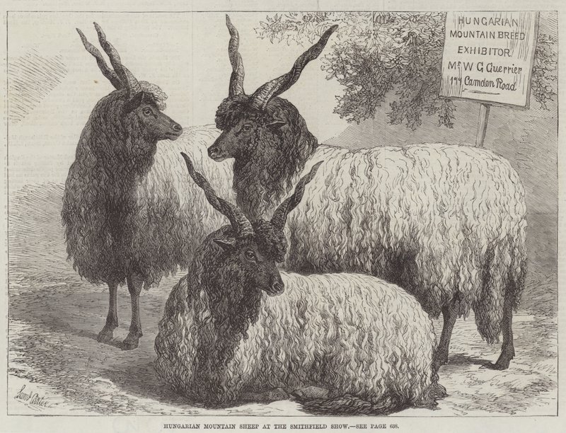 Ungarische Bergschafe auf der Smithfield Show von Samuel John Carter