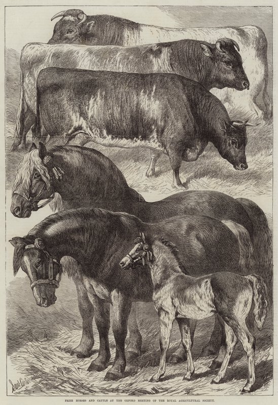 Preisgekrönte Pferde und Rinder beim Treffen der Royal Agricultural Society in Oxford von Samuel John Carter