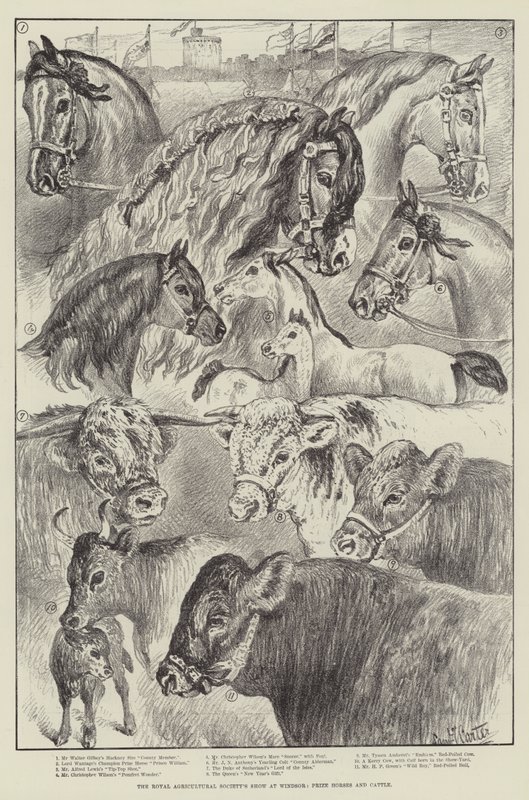 Die Ausstellung der Royal Agricultural Society in Windsor, Preisgekrönte Pferde und Rinder von Samuel John Carter