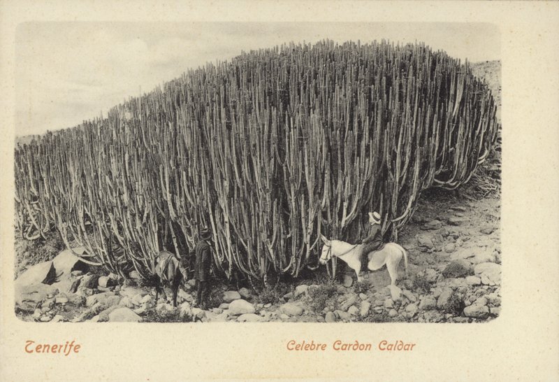 Männer betrachten den berühmten Kaktus in Cardon auf Teneriffa von Spanish Photographer