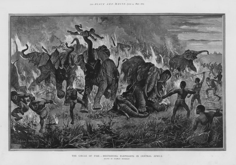 Der Feuerkreis - Elefantenvernichtung in Zentralafrika von Stanley (after) Berkeley