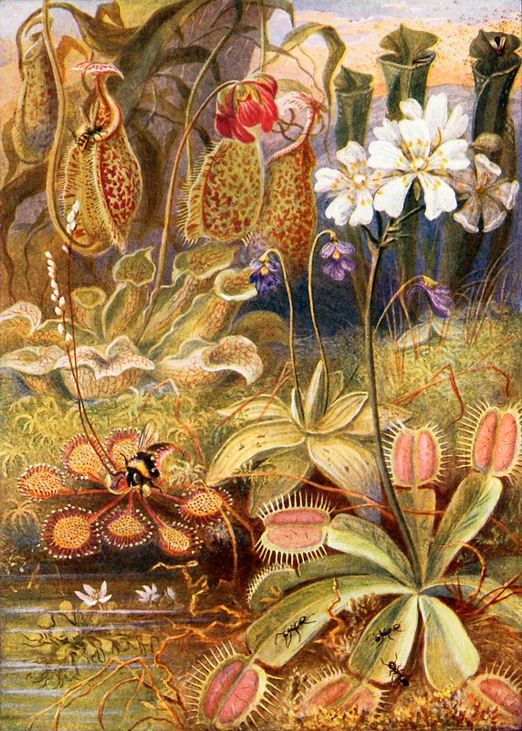 Eine Gruppe fleischfressender Pflanzen, Illustration aus 