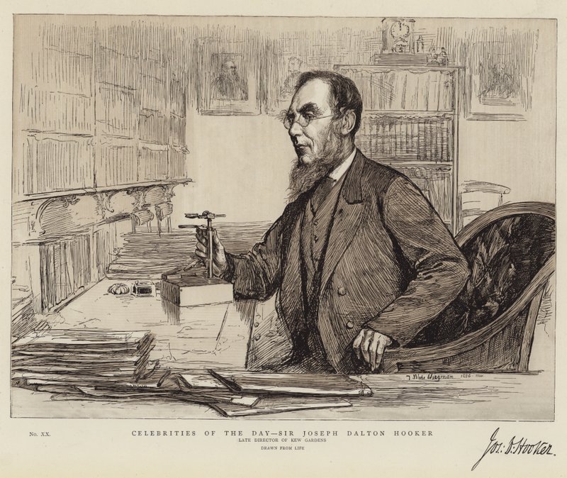 Berühmtheiten des Tages, Sir Joseph Dalton Hooker von Theodore Blake Wirgman