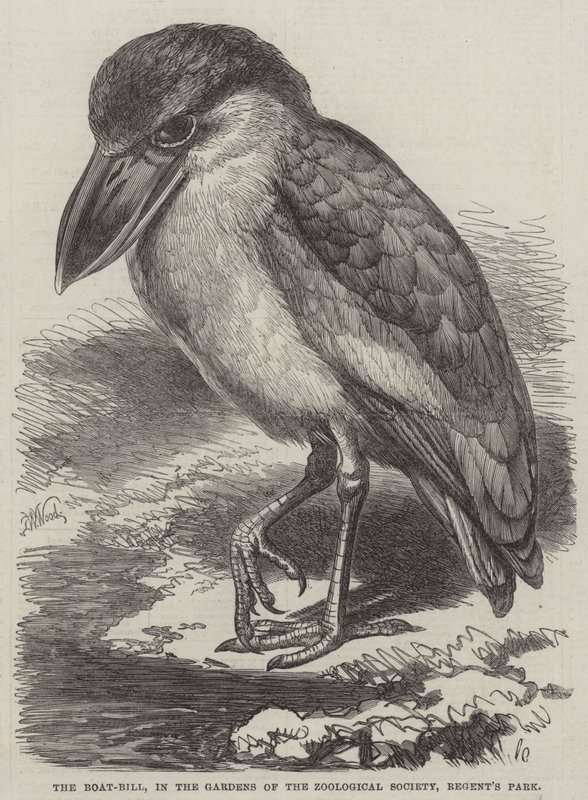 Der Bootsschnabel, in den Gärten der Zoologischen Gesellschaft, Regent