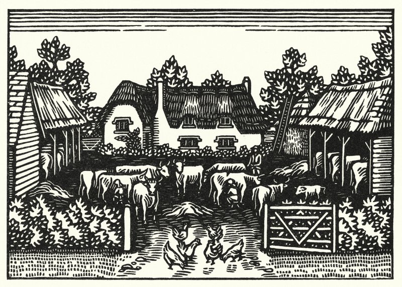Illustration für Tess von den d