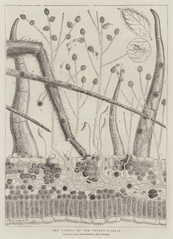 Der Pilz der Kartoffelkrankheit von Walter Granville Smith