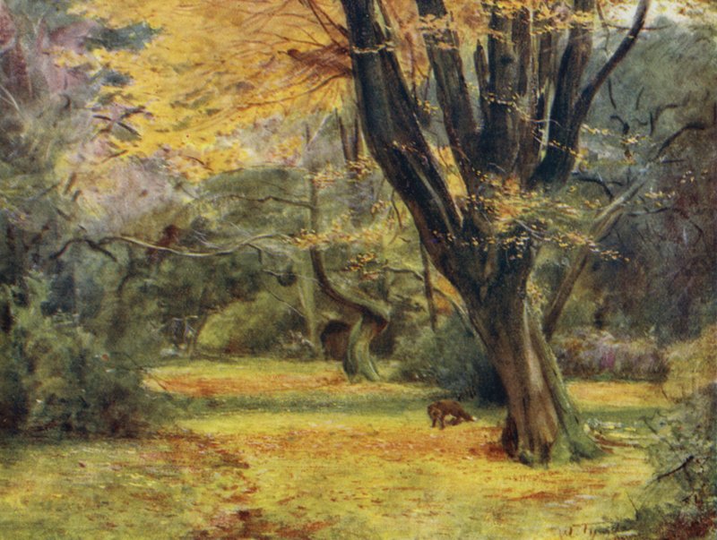 Der New Forest: Ahornbäume, nahe Queen