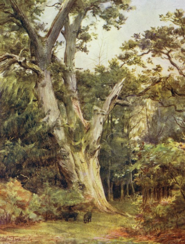 Der New Forest: Der König in Boldrewood von Walter Frederick Roofe Tyndale