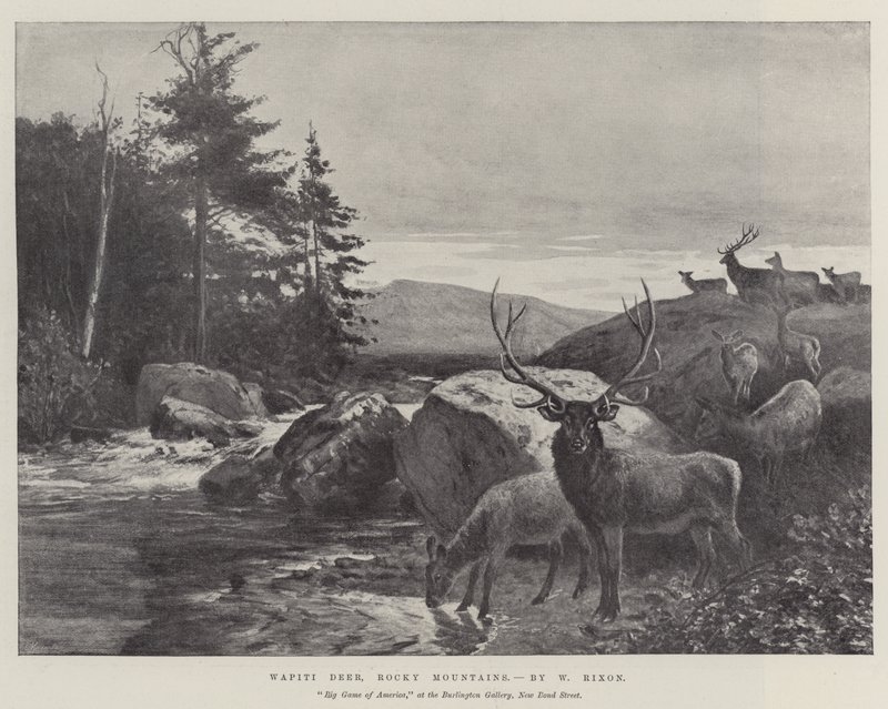 Wapiti-Hirsche, Rocky Mountains von William Augustus Rixon