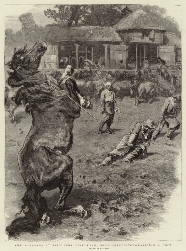 Die Mustangs auf der Littleton Park Farm, in der Nähe von Shepperton, ein Fohlen lassoing von William Small
