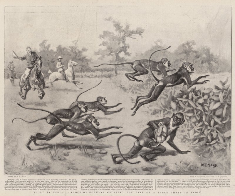 Sport in Indien, eine Affenbande überquert die Linie einer Schnitzeljagd in Indien von William T. Maud
