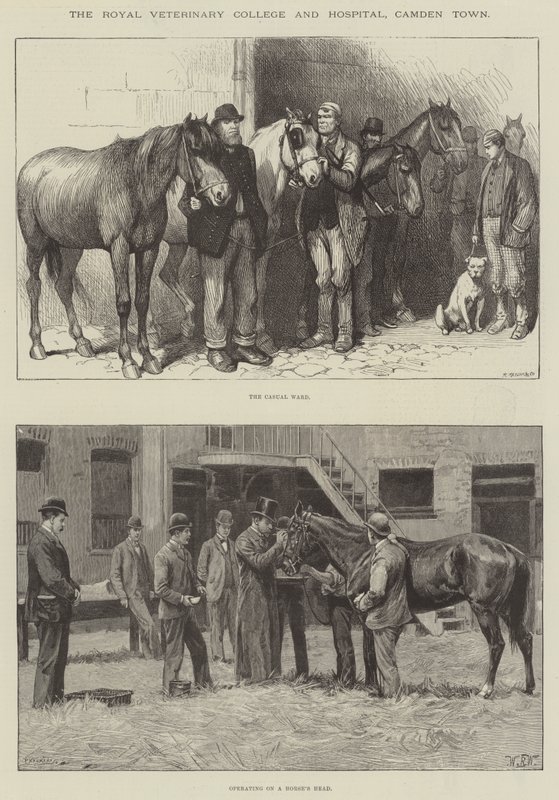 Das Royal Veterinary College und Hospital, Camden Town von William Barnes Wollen