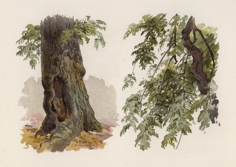 Bäume: Die Esche (Farblithografie) von William Henry James (after) Boot
