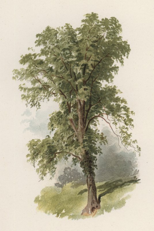 Bäume: Die Ulme (Farblitho) von William Henry James (after) Boot