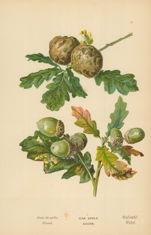 Eichenapfel. Eichel von William Henry James Boot