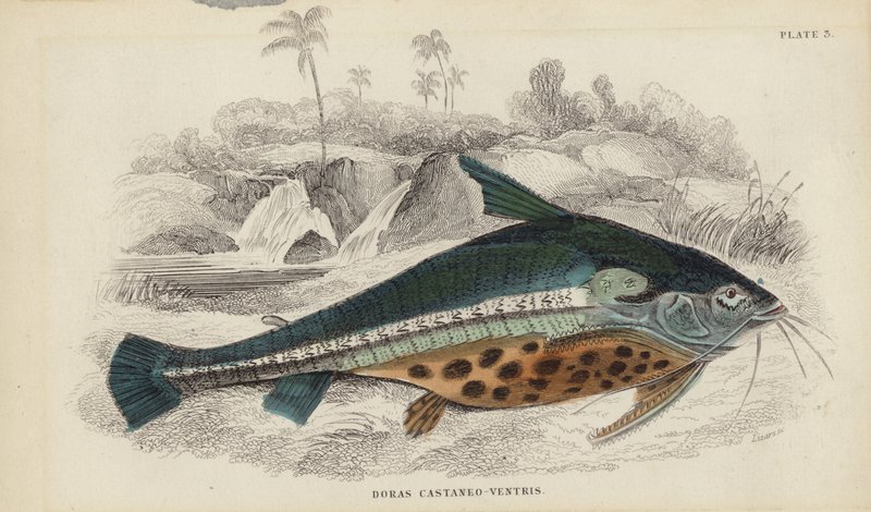 Doras Castaneo-Ventris von William Home Lizars