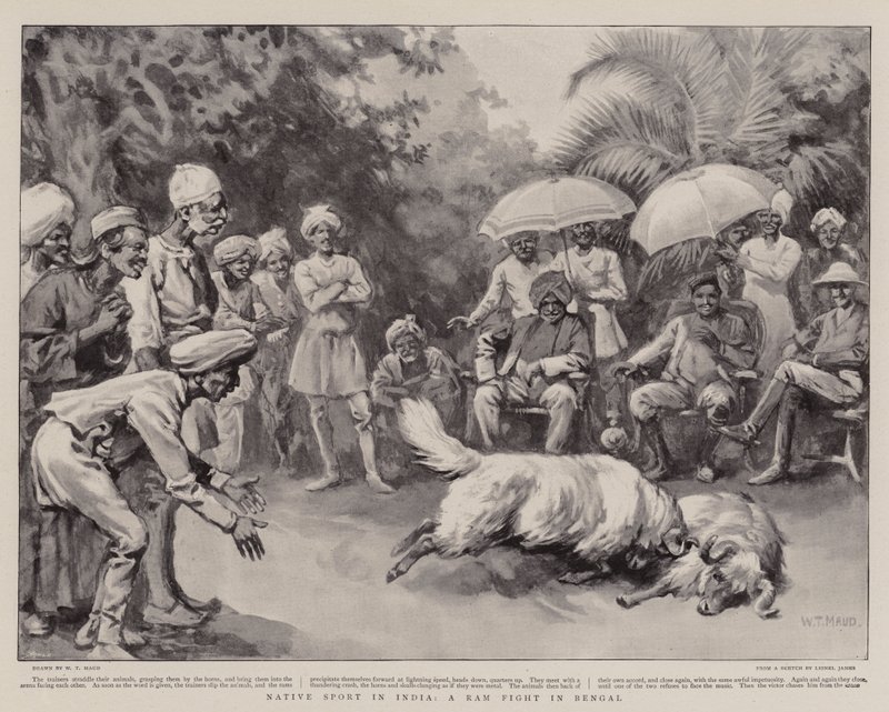 Einheimischer Sport in Indien, ein Widderkampf in Bengalen von William T. Maud