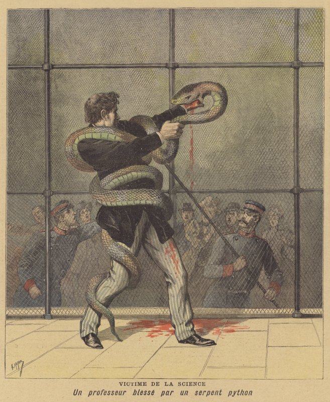Ein Opfer der Wissenschaft. Der Superintendent des Zoos von Cincinnati wird von einer Python angegriffen und verletzt von after Henri Meyer